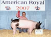 American Royal Reserve Champion Crossbred and 3rd Overall Crossbred