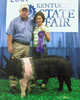 Kentucky State Fair Reserve Champion Hampshire Jr. and Grand Champion Hampshire Open