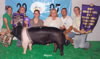 Ohio State Fair Grand Champion Breeding Gilt Youth Show