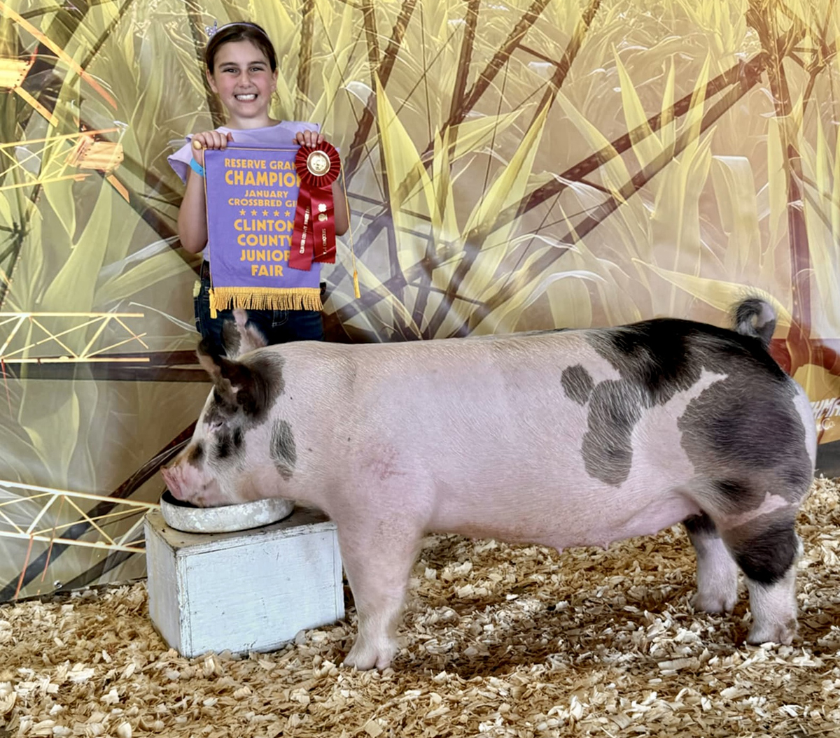 Reserve Champion January Crossbred Breeding Gilt