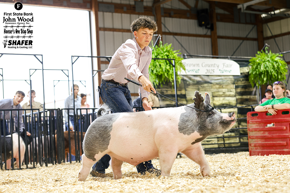 Reserve Champion Heavyweight Barrow & Fifth Overall Market Barrow - Owen Craig 1