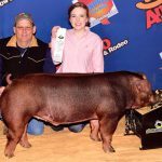      <strong>Third Place Duroc Barrow<br />           San Antonio Stock Show &amp; Rodeo<br />         </strong>Congratulations to Madison DeWinne and Family!         